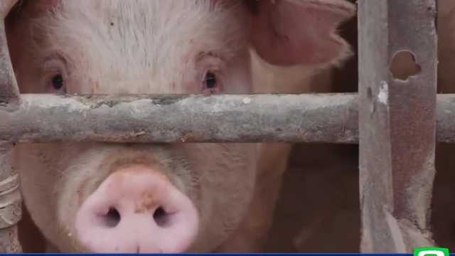 New study points to California law for rising pork prices - Vimarsana News