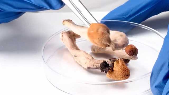 FDA prioritizes research into psychedelics for mental health treatment