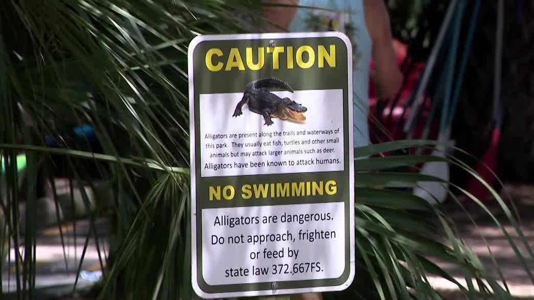 Nearly 10-foot alligator removed after woman bitten in Silver River