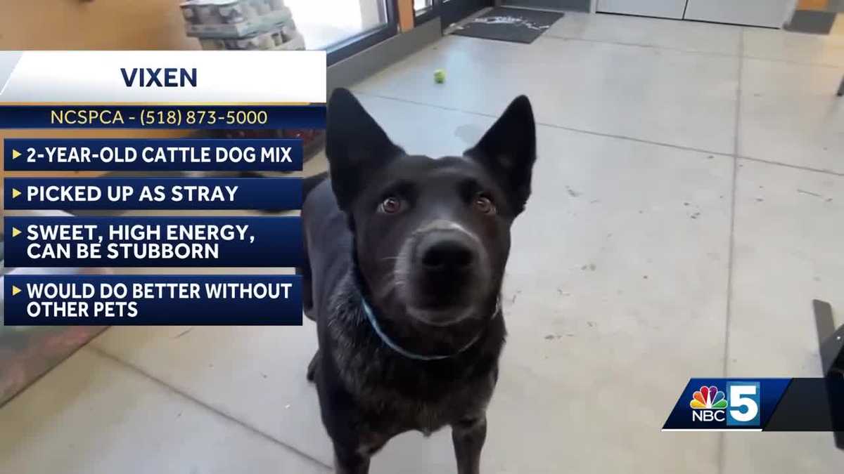 Pet Connection: Jan. 25, 2024