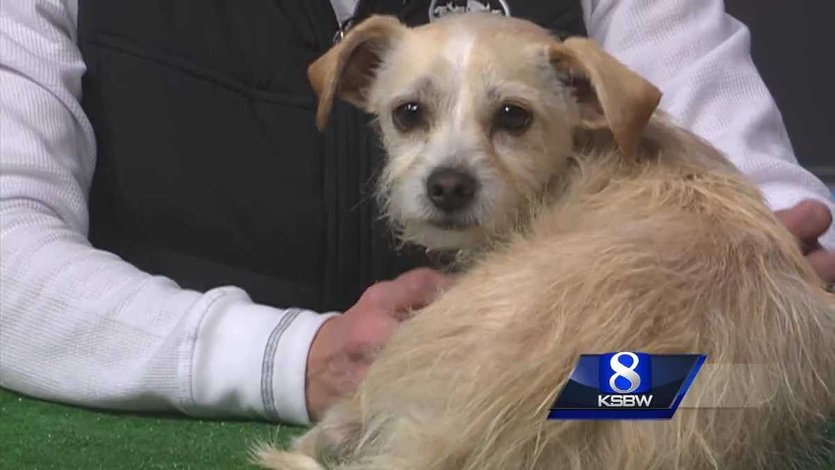 Pet of the Week: Sparky the Dog