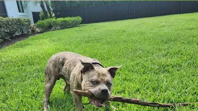 Family working to find home for dog that was dumped in Lee County