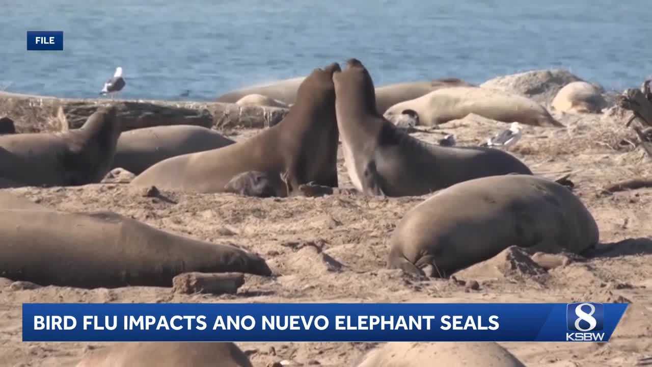 Elephant seals at Año Nuevo State Park test positive for avian flu