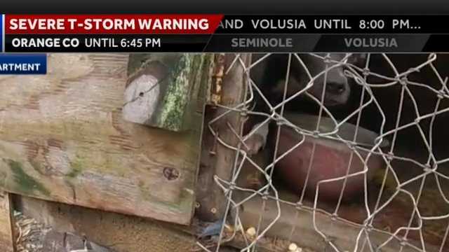 Sanford animal abuse: 14 dogs found in unsanitary conditions, police say - Vimarsana News