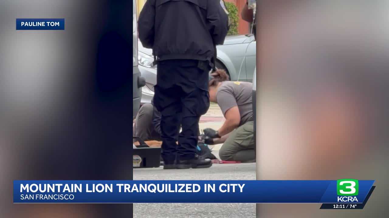 Watch: Mountain lion captured in San Francisco