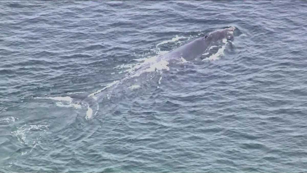 Sky 5: Whales Spotted Off New Hampshire Coast