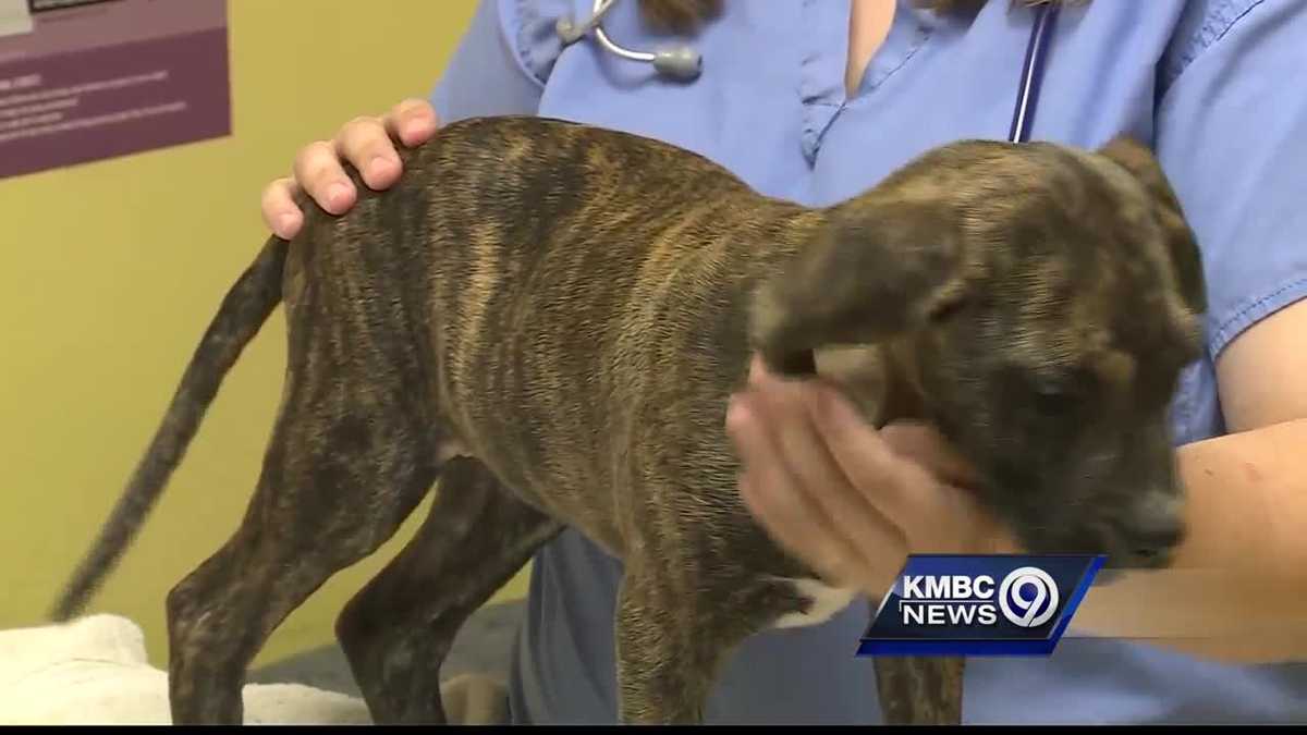 Huge uptick in Parvo cases noted in Kansas City area
