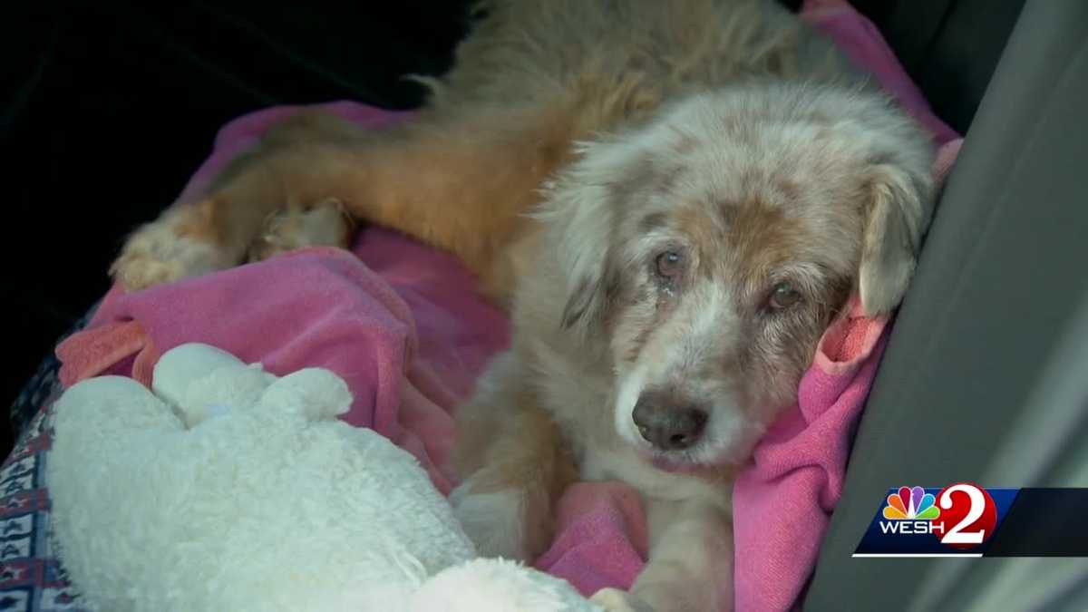 Texas man and dog reunite after more than seven years