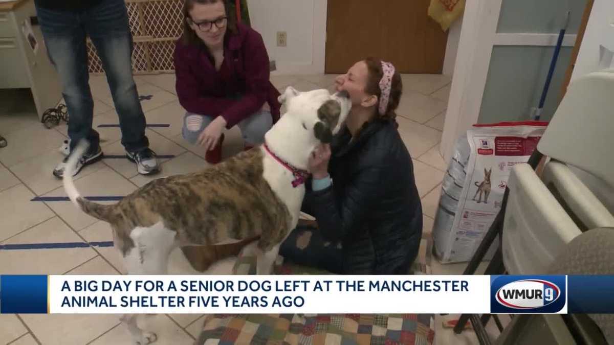 10yearold dog finds forever home after 5 years at