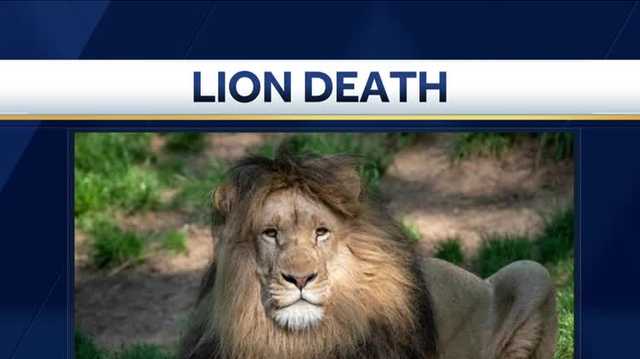 Pittsburgh Zoo announces death of Kit, a male African lion - Vimarsana News