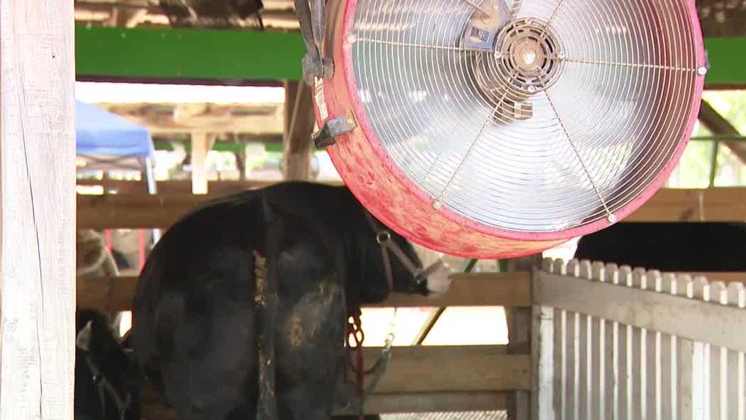 Council Bluffs farmers adjust to extreme heat, reducing livestock's heat-related stress