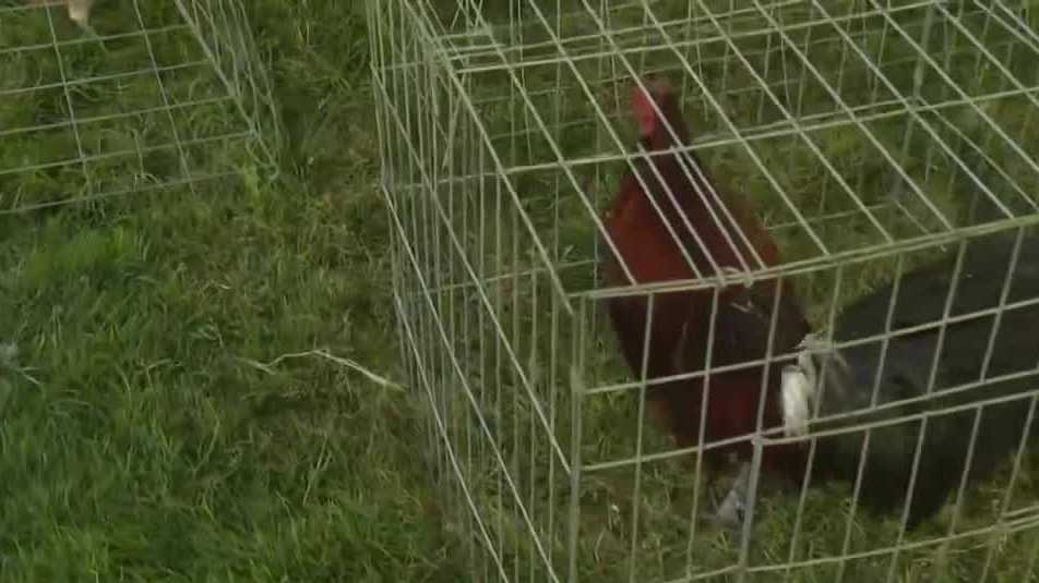 California bill limits number of roosters a person could own