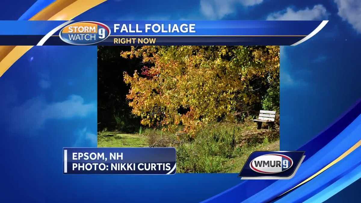 Wet summer a possible cause of delayed fall foliage
