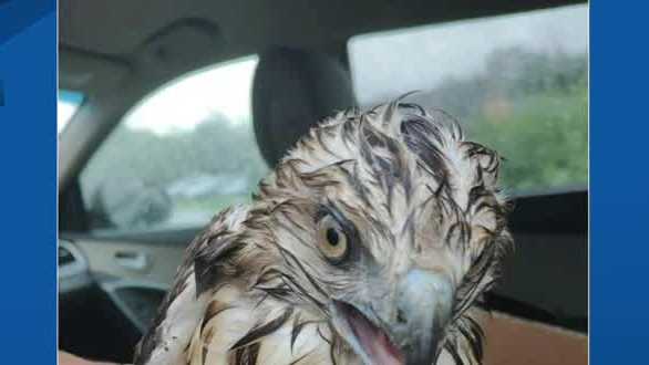 NH State Police help to rescue hawk in Laconia, NH - Vimarsana News