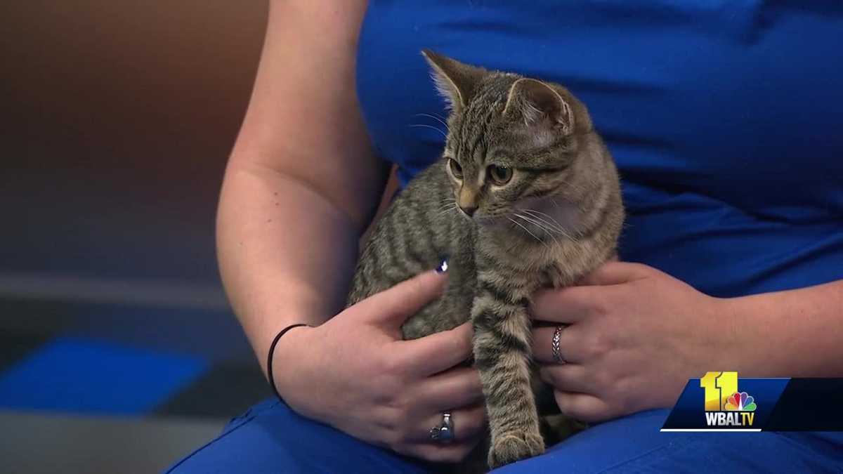 Pet Questions Are candles bad for birds?