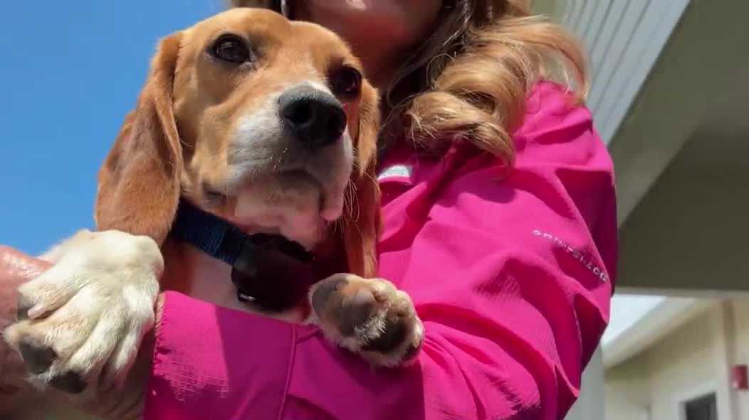 Rescued beagle feared killed by alligator found alive in stunning twist