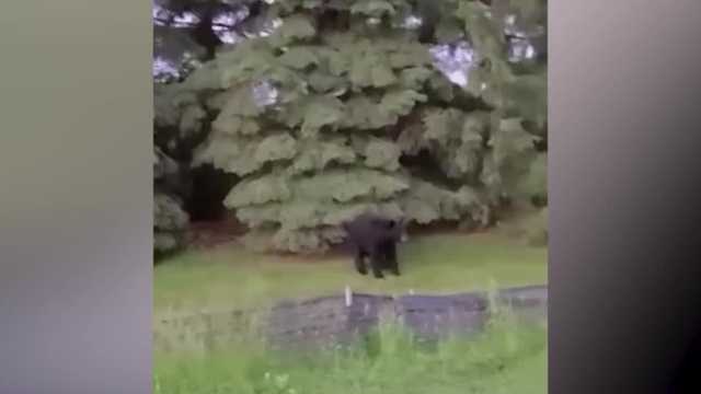 Bear spotted at business park in Franklin - Vimarsana News
