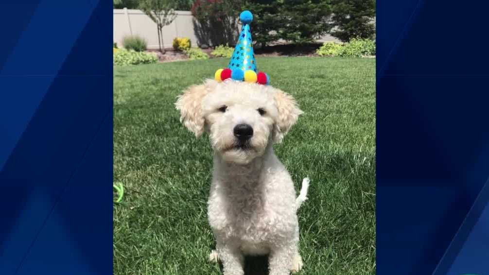 Community celebrates Manteca rescue dog’s birthday