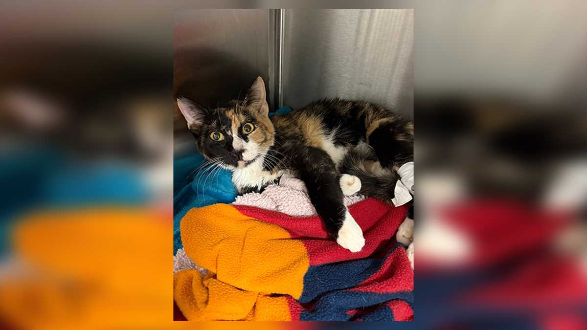 Cat survives 10-story fall from Boston apartment; MSPCA investigating