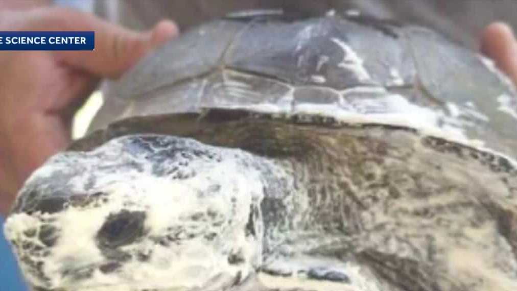 Gopher tortoise rehabilitated after unusual cruelty case in Volusia County