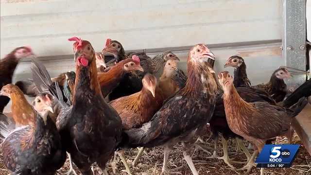 Hundreds of animals seized in Oklahoma City drug bust surrendered for adoption