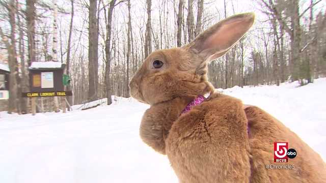 Moose, an influencer bunny, hikes the Northeast - Vimarsana News