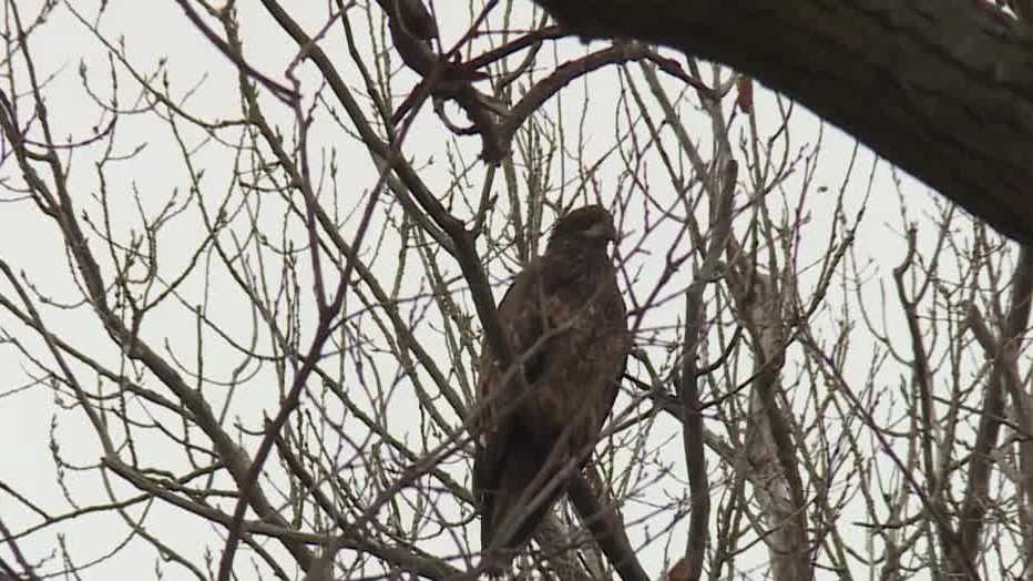Eagles congregate near Honey Creek following flooding