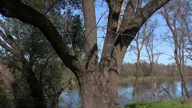 American River Parkway flood project spurs wildlife concerns - Vimarsana News