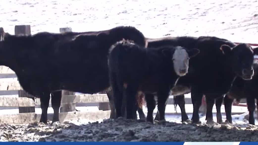 New Iowa farmers struggle to grow due to rising costs, record-low cattle inventory