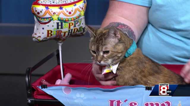 This adorable birthday girl needs a home in Maine - Vimarsana News