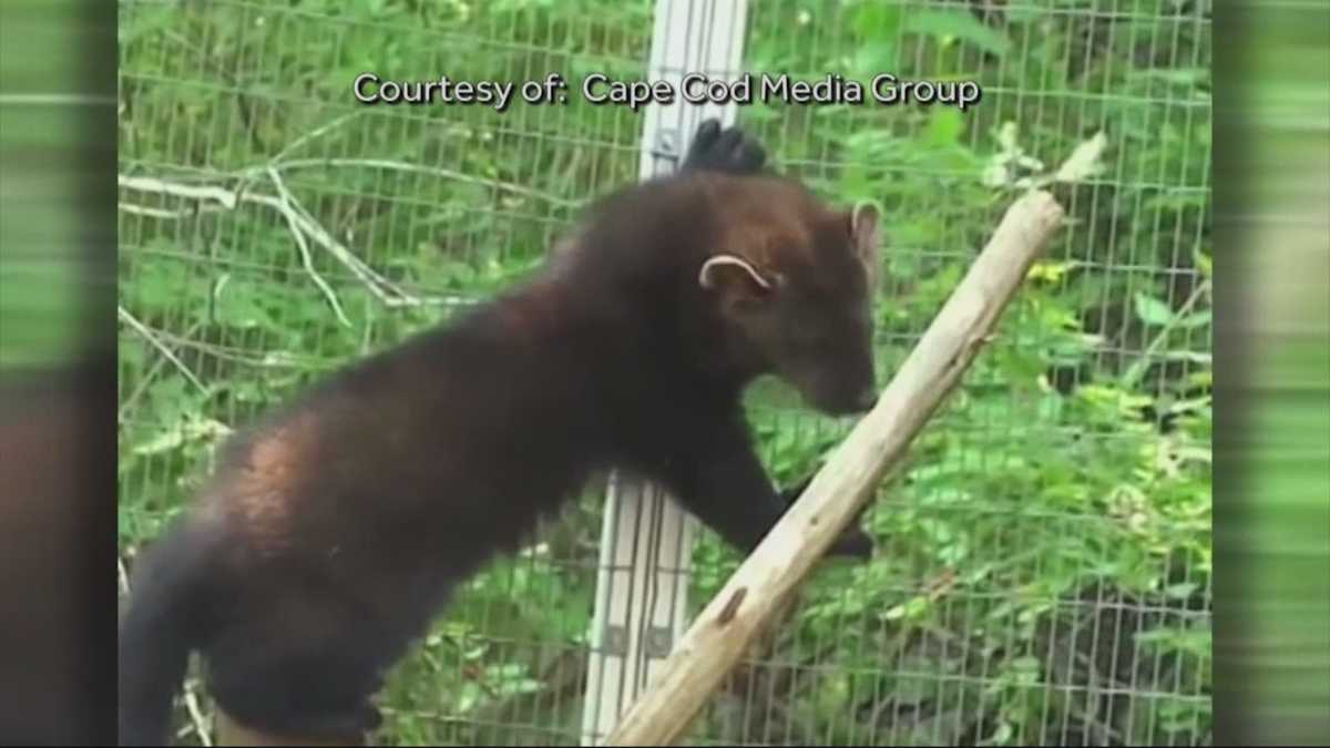 Boy 12 Attacked By Fisher Cat boy-12-attacked-by-fisher-cat