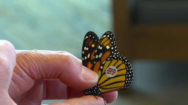 Iowa woman helps get Monarch butterfly south before winter - Vimarsana News