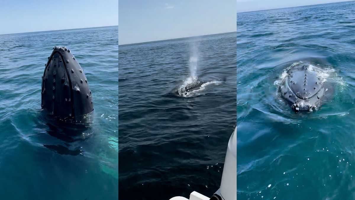 Boater records video of close encounter with humpback whales