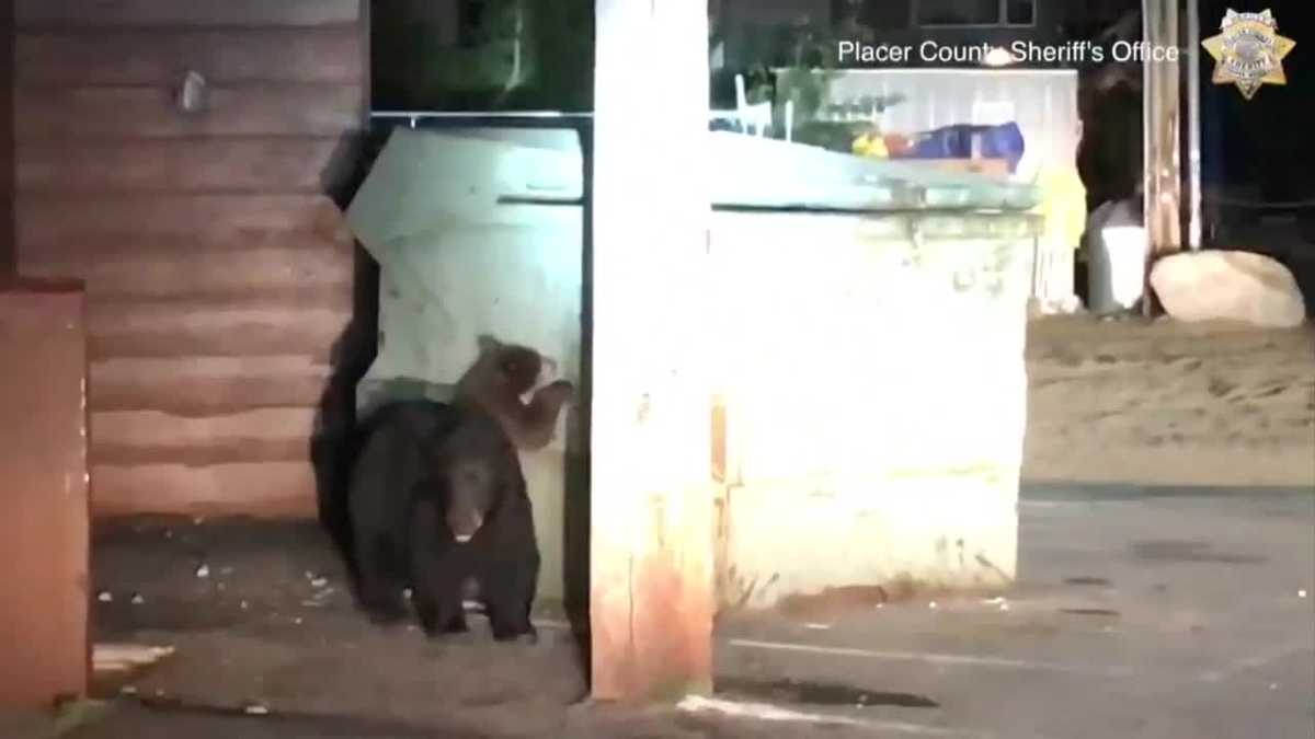 California deputies help rescue bear cub stuck in dumpster