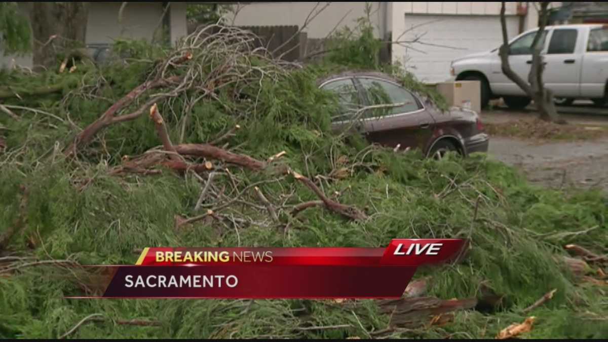Large pine tree falls onto car in Sacramento