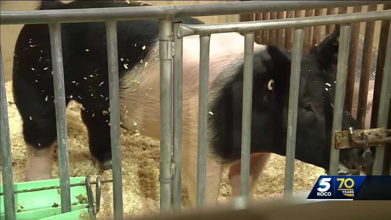 Oklahoma Youth Expo kicks off Wednesday at state fairgrounds - Vimarsana News