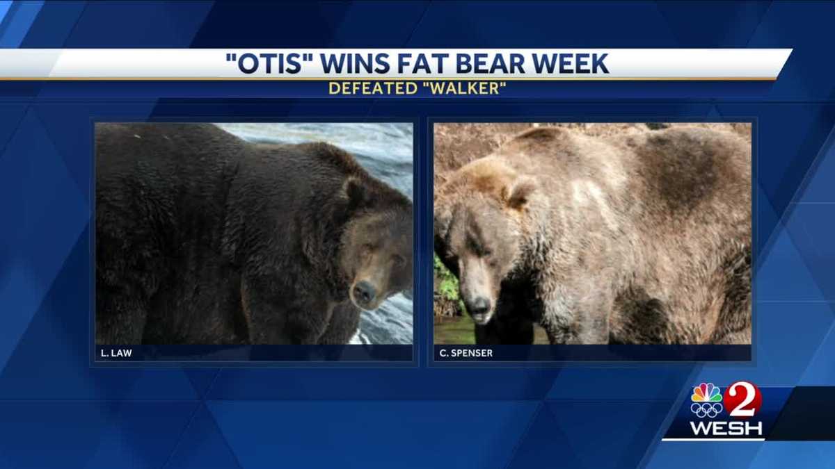 'Otis' crowned winner of Fat Bear Week