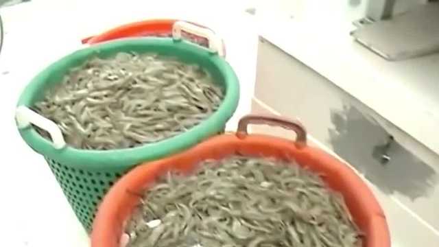 Louisiana governor signs bill strengthening seafood labeling into law