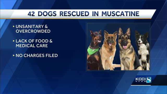 42 dogs rescued from Muscatine, Iowa mobile home - Vimarsana News