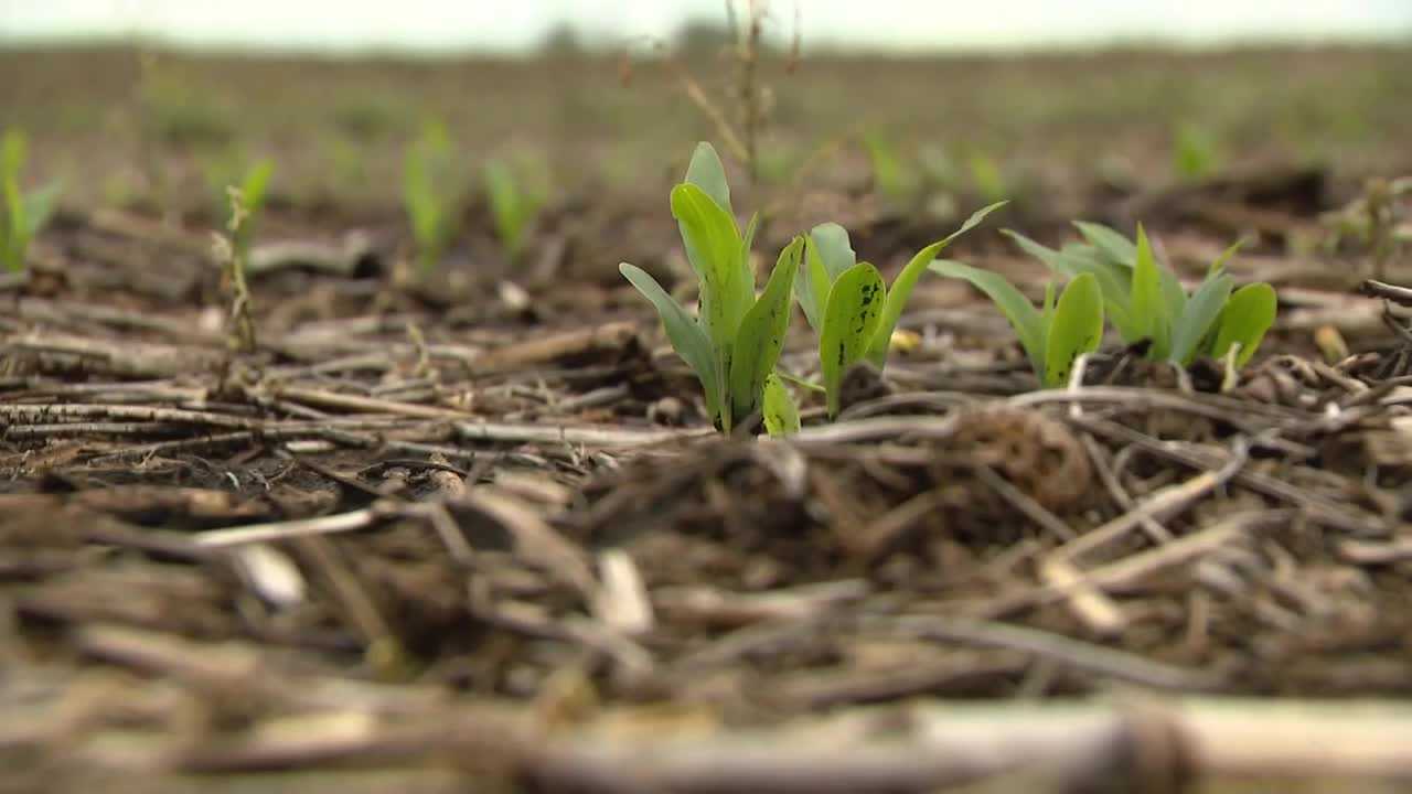 Recent rain slows Iowa fields, but Madison County farmer remains optimistic about crops