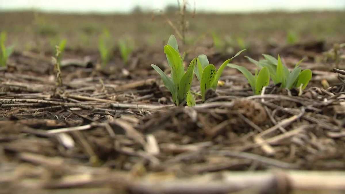 Recent rain slows Iowa fields, but Madison County farmer remains optimistic about crops