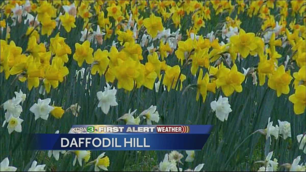 Daffodil Hill is full of spring time blooms