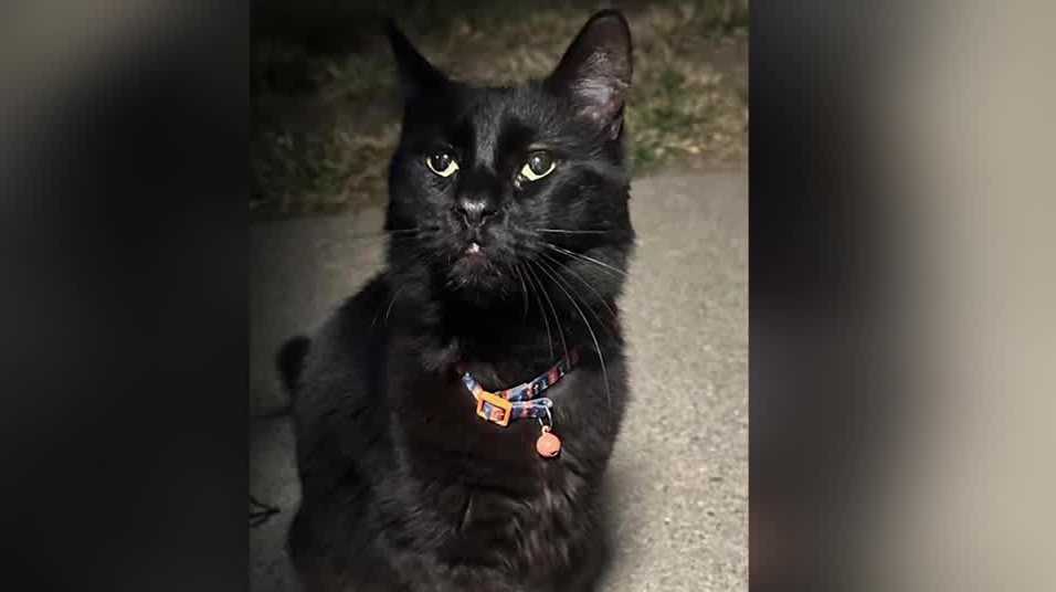 Animal Rescue League of Iowa warns about phone scam