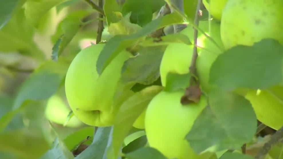 it-s-that-time-of-year-again-apple-hill-prepares-for-opening-day