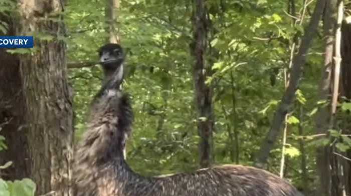 Granite State Dog Recovery helps return loose emu in Concord