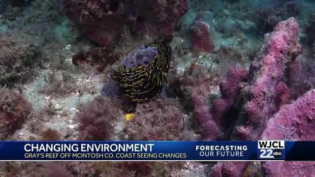 Forecasting Our Future: Tracking changes to reefs in Georgia - Vimarsana News