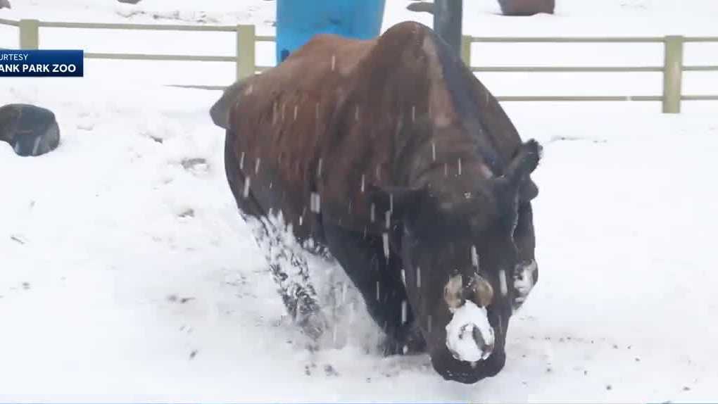 Watch Blank Park Zoo rhinoceros playing in the snow in Des Moines