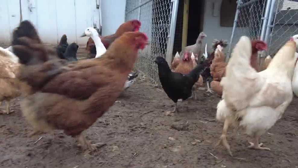 Bird flu found in Sheboygan County poultry flock