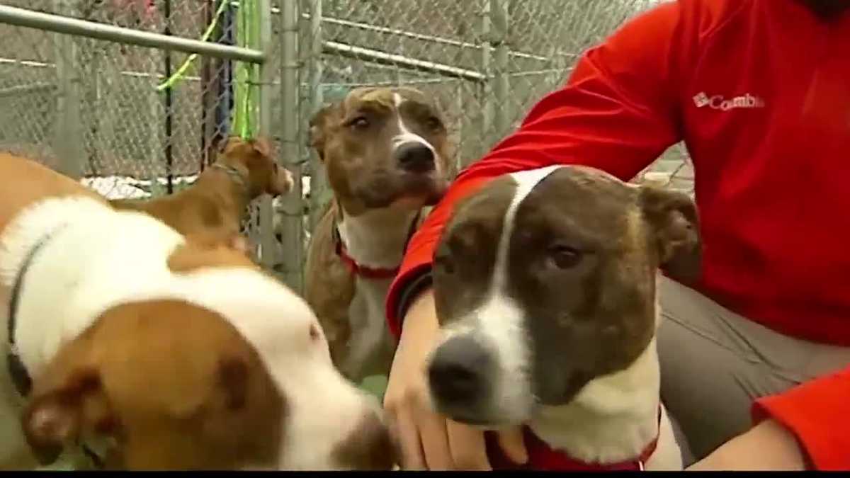 Independence gets input from public on pit bull ban