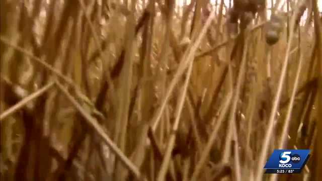 Oklahoma drought continues despite rainfall, impacting crops and ranching